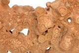 Flower-Like Sandstone Concretion - Pseudo Stromatolite #298093-2